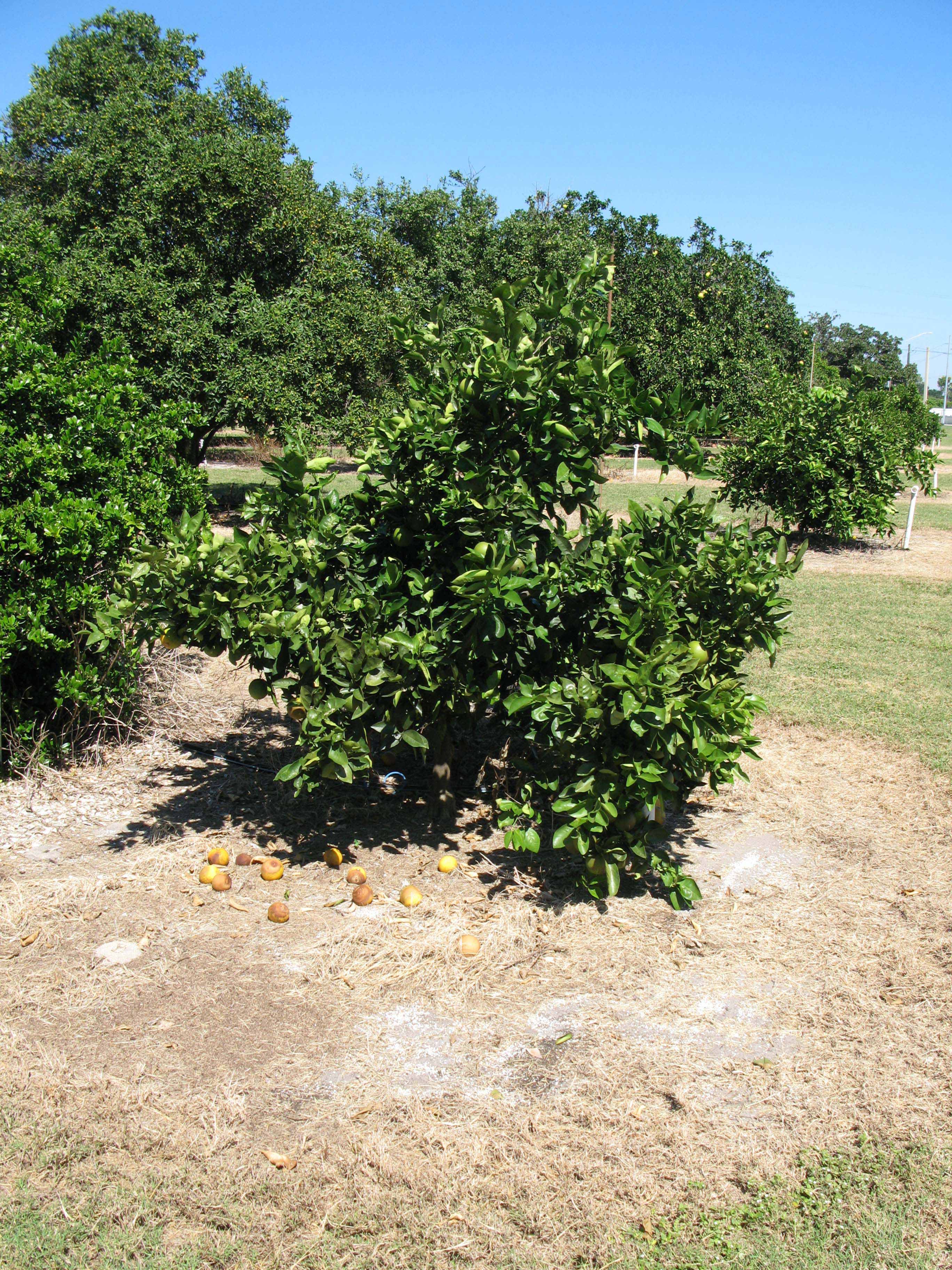            Habit (Winter Haven, FL)   